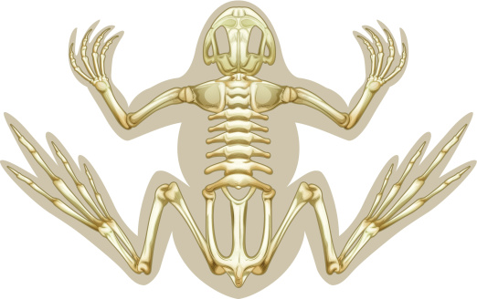 Frog skeletal system