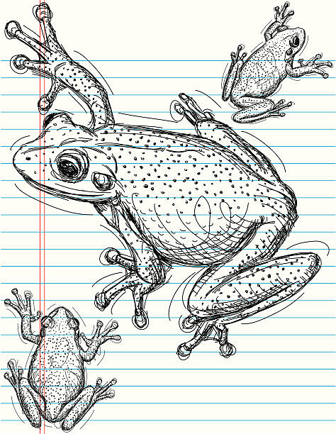 Frog sketches Frog sketches on notebook paper. The artwork is on a separate labeled layer from the paper. tree frog drawing stock illustrations
