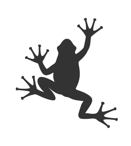 Frog Frog graphic icon. Frog black sign isolated on white background. Vector illustration tree frog drawing stock illustrations