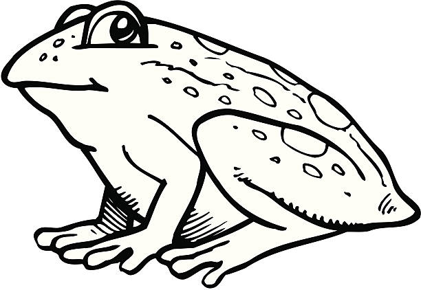 Frog Isolated illustration of frog.. frog clipart black and white stock illustrations
