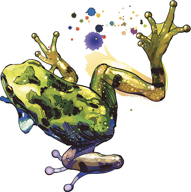 Frog Vector illustration of wildlife- frog. tree frog drawing stock illustrations