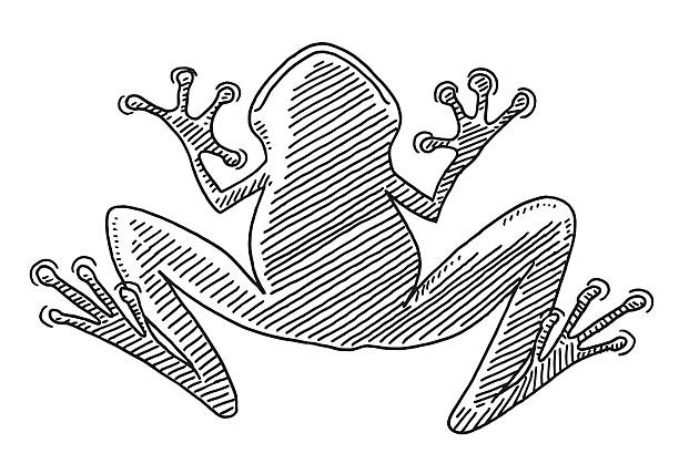 Frog Ventral View Drawing Hand-drawn vector drawing of a Frog Animal, Ventral View. Black-and-White sketch on a transparent background (.eps-file). Included files are EPS (v10) and Hi-Res JPG. tree frog drawing stock illustrations