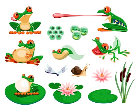 Frogs with water lily leaves and flowers, reed, dragonfly, snail. Amphibian life cycle, eggs, tadpole, froglet. Exotic frog croaking and hunting cartoon vector set