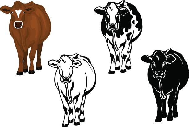 Front view cow in brown color, silhouette, contour and patched silhouette set Front view cow in brown color, silhouette, contour and patched silhouette set brown cow stock illustrations