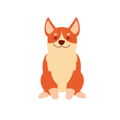 Front view of sitting corgi puppy