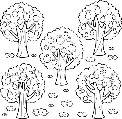Fruit trees. Black and white coloring book page