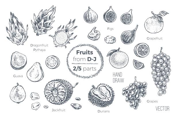 ilustrações, clipart, desenhos animados e ícones de conjunto de frutas. gravado com ícones de estilo mão desenhada em vetor. esboços de frutas tropicais de d a j, para o projeto de pacotes de sumo e receitas smoothie. 2 de 5 peças - doce de goiaba