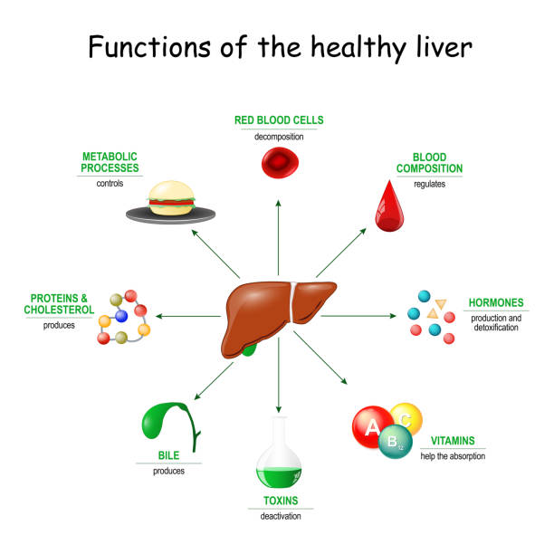 21,267 Liver Function Stock Photos, Pictures & Royalty-Free Images - iStock