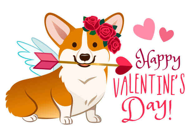 Funny corgi dog dressed as Cupid, with angel wings, rose flower wreath on head, heart arrow in mouth. Valentine's day, love, pets, dog lovers cartoon theme design element for greeting cards, banners. Funny corgi dog dressed as Cupid, with angel wings, rose flower wreath on head, heart arrow in mouth. Valentine's day, love, pets, dog lovers cartoon theme design element for greeting cards, banners. happy valentines day dog stock illustrations