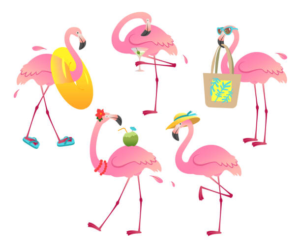 Funny flamingo character set Funny flamingo character chilling on a beach isolated on a white background. flamingo stock illustrations