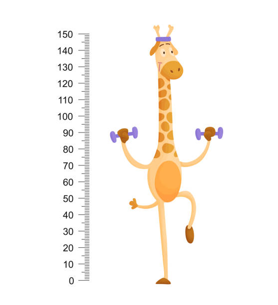 Funny giraffe. Cheerful funny giraffe with long neck. Giraffe meter wall or height chart or wall sticker. Illustration with scale from 2 to 150 centimeter to measure growth