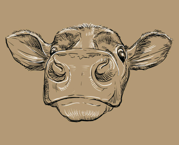 Funny head of bull drawing illustration brown Monochrome funny cow head sketch hand drawn vector illustration isolated on brown background. Vintage illustration of bull for poster, print, t shirt and design. brown cow stock illustrations