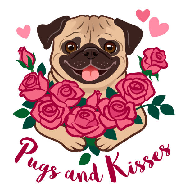 Funny pug puppy dog holding a bunch of pink roses, with hearts and text "Pugs and Kisses", isolated on white. Valentine's day, love, friends, kids, pet lovers, dating, romance theme vector cartoon. Funny pug puppy dog holding a bunch of pink roses, with hearts and text "Pugs and Kisses", isolated on white. Valentine's day, love, friends, kids, pet lovers, dating, romance theme vector cartoon. happy valentines day dog stock illustrations