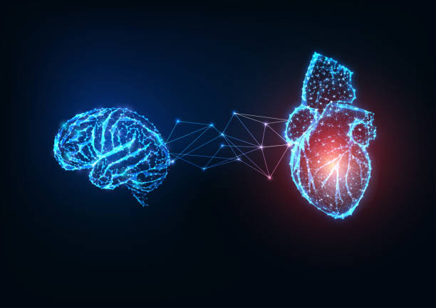 Futuristic glowing low polygonal connected human organs brain and heart on dark blue background. Futuristic glowing low polygonal connected human organs brain and heart on dark blue background. Emotions and intellect balance and harmony concept. Modern wire frame design vector illustration. human brain stock illustrations