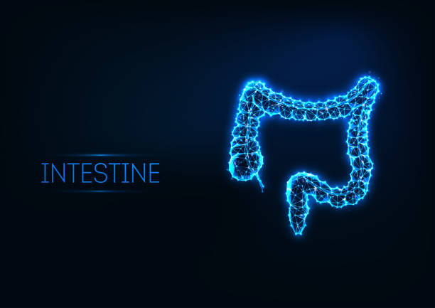 Futuristic glowing low polygonal intestine isolated on dark blue background. Futuristic glowing low polygonal intestine isolated on dark blue background. Gastroenterology research concept. Modern wireframe mesh design vector illustration. colon stock illustrations
