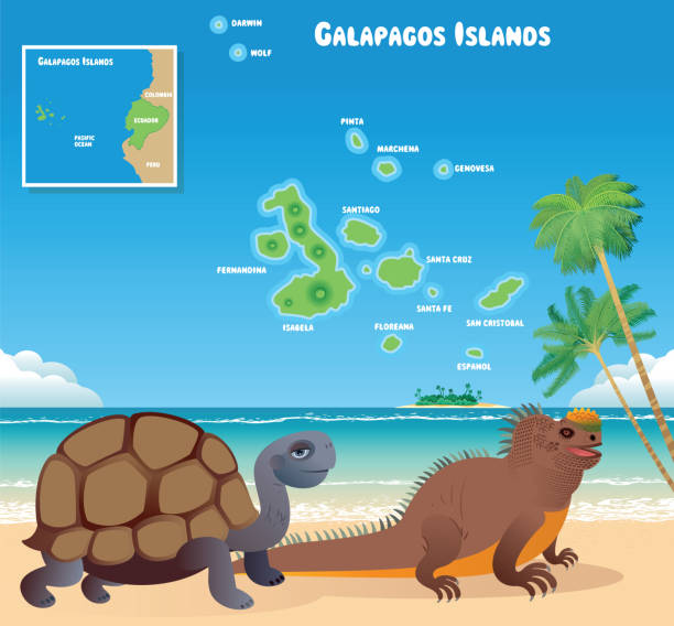 galapagos inseln und tiere - galápagos stock-grafiken, -clipart, -cartoons und -symbole