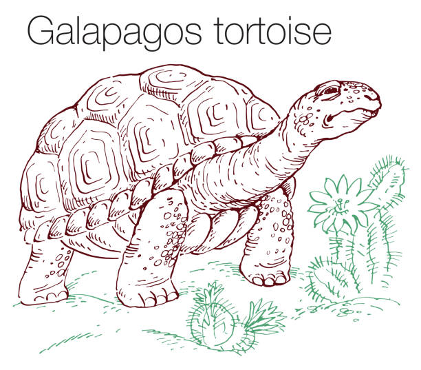 galapagosschildkröte - galápagos stock-grafiken, -clipart, -cartoons und -symbole