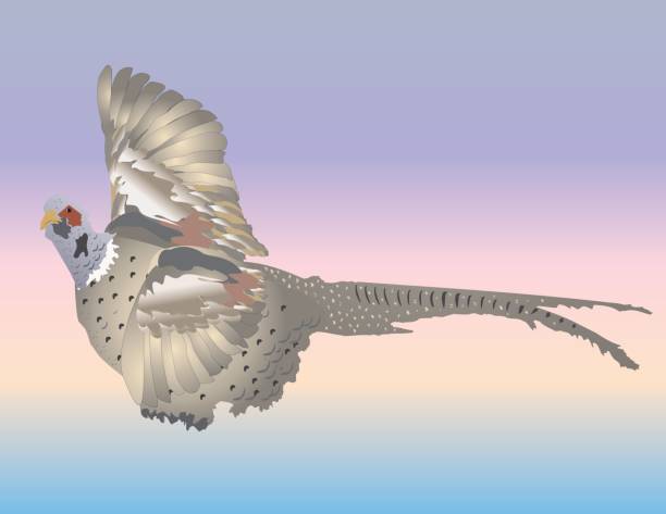 ilustrações de stock, clip art, desenhos animados e ícones de ave de caça - grouse flying