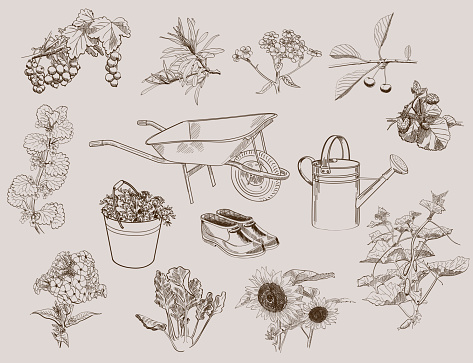 set of vector sketches garden supplies and fruit garden