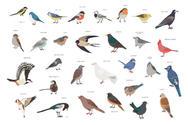 Garden Birds Common garden birds that you can see in the nature your backyard. animals in the wild stock illustrations