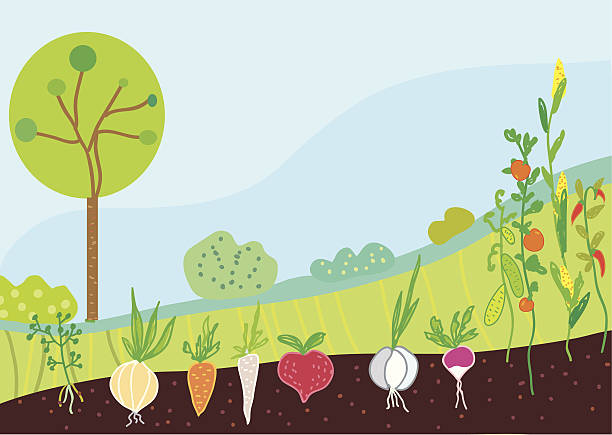Garden in spring with vegetables vector art illustration