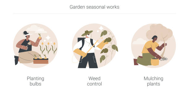 Garden seasonal works abstract concept vector illustrations. Garden seasonal works abstract concept vector illustration set. Planting bulbs, weed control, mulching plants, flower bed, soil processing, herbicide and pesticide, wood chips abstract metaphor. mulch stock illustrations