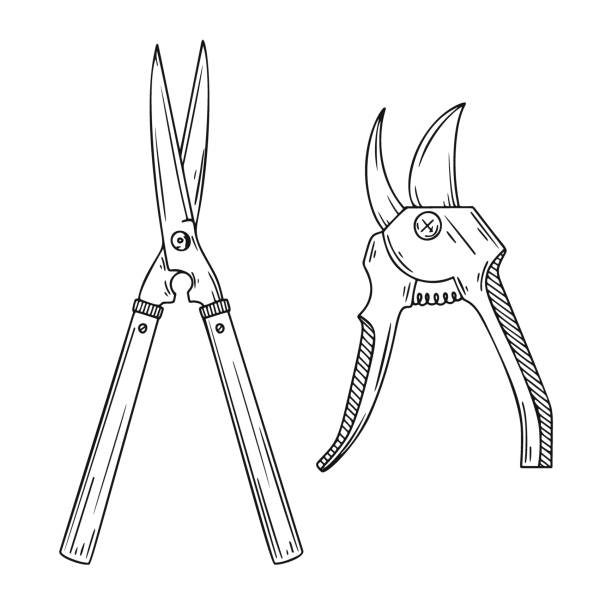 Garden secateurs isolated on a white background. Vector illustration in sketch style. Garden secateurs isolated on a white background. Vector illustration in sketch style. pruning shears stock illustrations