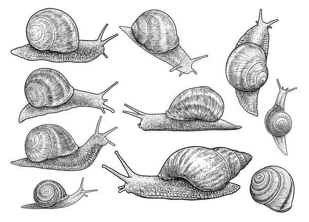 Garden snail illustration, drawing, engraving, ink, line art, vector Illustration, what made by ink and pencil on paper, then it was digitalized. snail stock illustrations