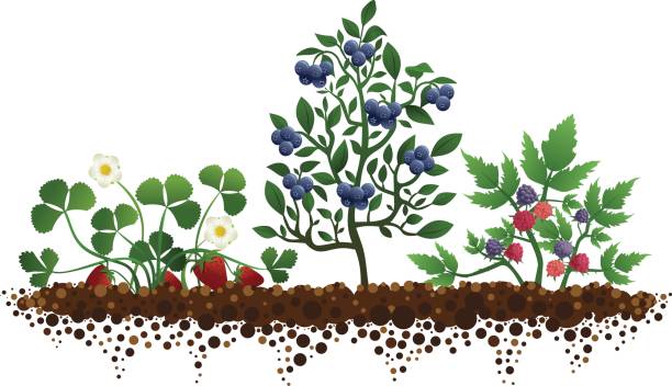 Garden with Strawberries, Blueberries, and Raspberries vector art illustration