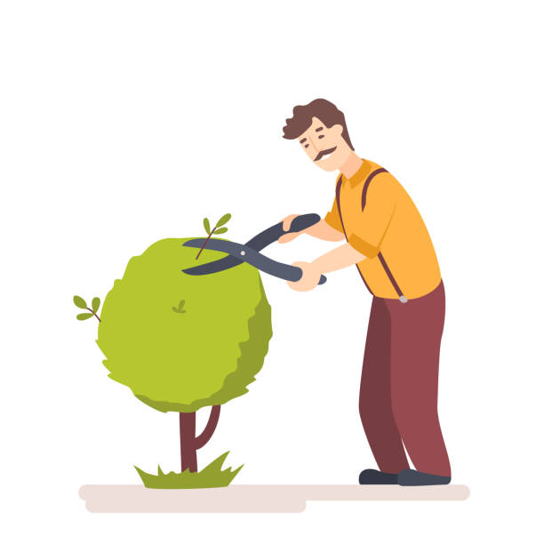 ilustrações de stock, clip art, desenhos animados e ícones de gardener trim trees in garden. worker cut hedge - bush trimming