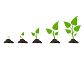 Gardening. Phases plant growing. Planting. Seeds sprout in ground. Infographic and evolution concept. Vector illustration