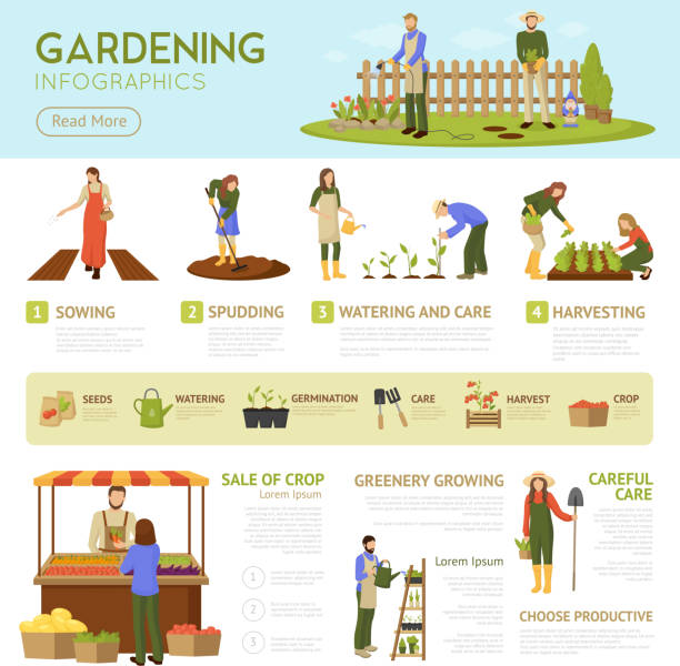 gardening Gardening infographics template with horticulture banner, information about stages of growing plants, sale of crop vector illustration gardening stock illustrations