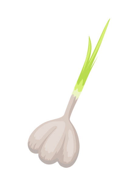 Cartoon Of The Garlic Clove Illustrations, Royalty-Free Vector Graphics ...