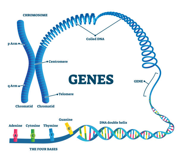 Genes vector illustration. Educational labeled structure example scheme. Genes vector illustration. Educational labeled structure example scheme. Adenine, sytosine, thumine and guanine closeup part of coiled helix DNA. Chromosome division with arms, chromatid and telomere. chromosome stock illustrations