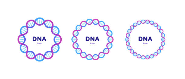 Genetic abstract concept. Vector color flat illustration. Set of circle frame banner of DNA helix and copy space isolated on white. Blue pink gradient Design for gene science, medicine advertisement. Genetic abstract concept. Vector color flat illustration. Set of circle frame banner of DNA helix and copy space isolated on white. Blue pink gradient Design for gene science, medicine advertisement. laboratory borders stock illustrations