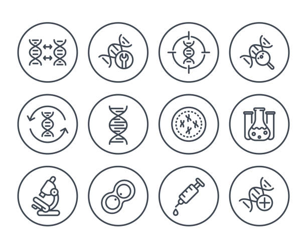 genetics line icons on white, dna chain, genetic research genetics line icons on white, dna chain, genetic research dna symbols stock illustrations