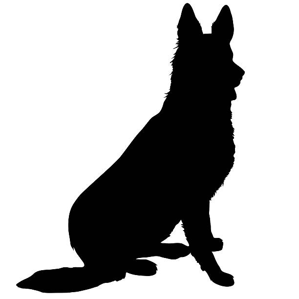 German Shepherd Silhouette Black silhouette of a sitting German Shepherd dog silhouettes stock illustrations