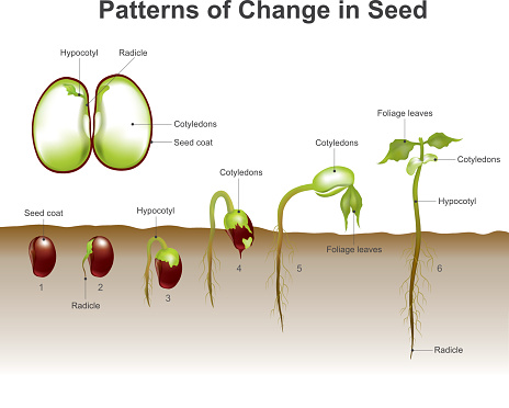 Germination of seed. Education info graphic vector.
