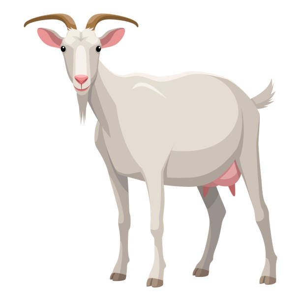 Get Illustrationen föreställer en vit get goat stock illustrations