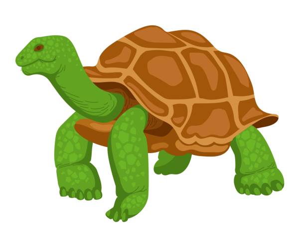 riesenschildkröte - galápagos stock-grafiken, -clipart, -cartoons und -symbole