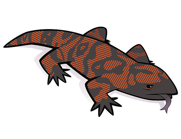 Gila Monster Vector illustration of a venomous lizard, native to the southwestern United States. gila monster stock illustrations