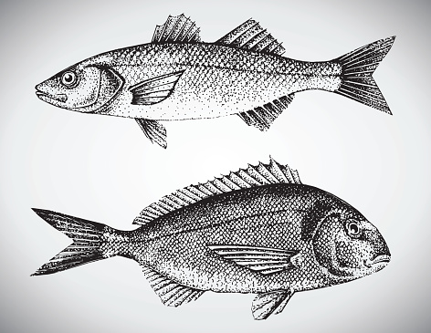 Gilt head and sea bass vector illustration