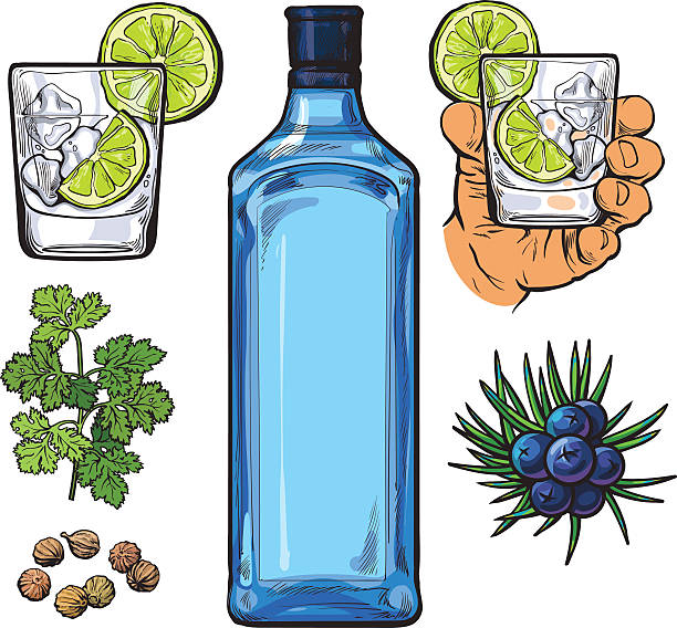 Gin bottle, shot glass with ice and lime, juniper berries Gin bottle, shot glass with ice and lime, juniper berries, parsley, cardamom, sketch vector illustration isolated on white background. hand drawn gin bottle, shot glass and cocktail ingredients gin stock illustrations