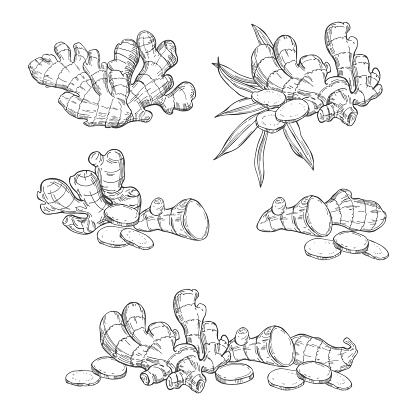Ginger, root, leaves. Sketch illustration