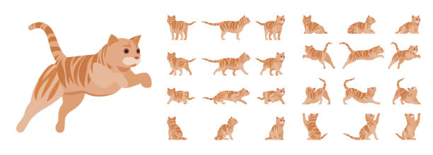 Ginger Tabby Cat set Ginger Tabby Cat set. Active healthy kitten with orange, red, and yellow-colored fur, cute funny pet. Vector flat style cartoon illustration isolated on white background, different views and poses tabby cat stock illustrations
