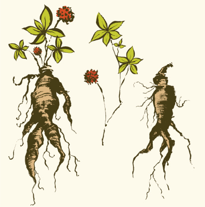 Ginseng Root and related items