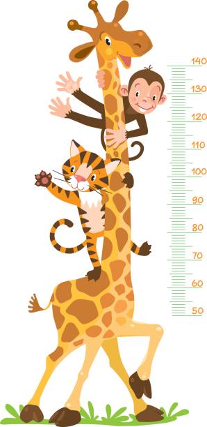 Giraffe, monkey, tiger. Meter wall or height chart Cheerful funny giraffe, tiger and monkey. Height chart or meter wall or wall sticker. Childrens vector illustration with scale from 50 to 140 centimeter. tall boy stock illustrations