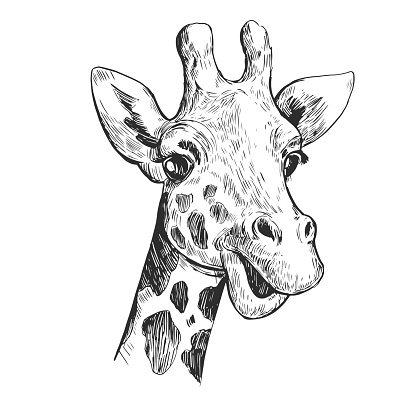Giraffe tekening Giraffe print Afrikaanse dieren dieren | Etsy