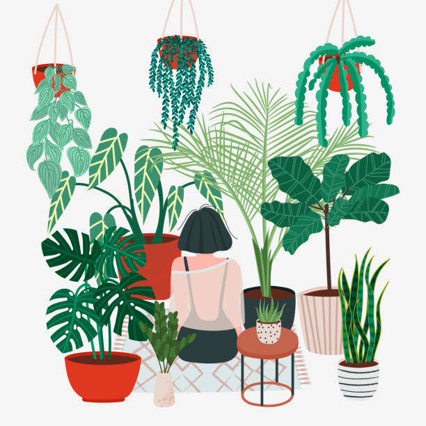 Girl caring for plants. Greenhouse, plants growing in pots. Crazy plant lady. Watering a home garden. Beautiful girl take care of plants. Illustration of house plants and flowers in pots houseplant stock illustrations