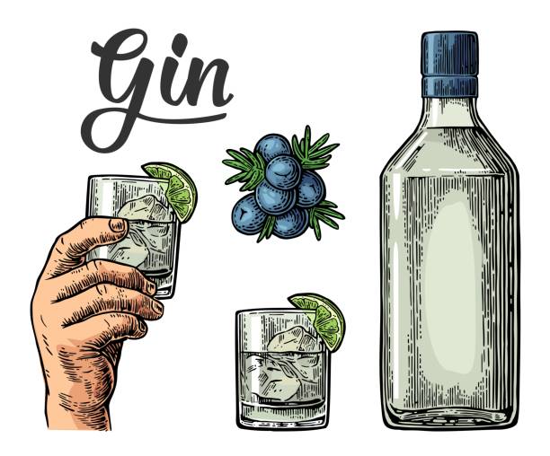 Glass and bottle of gin and branch of Juniper with berries Glass and bottle of gin and branch of Juniper with berries. Vintage vector engraving illustration for label, poster, web, invitation to party. Isolated on white background gin stock illustrations